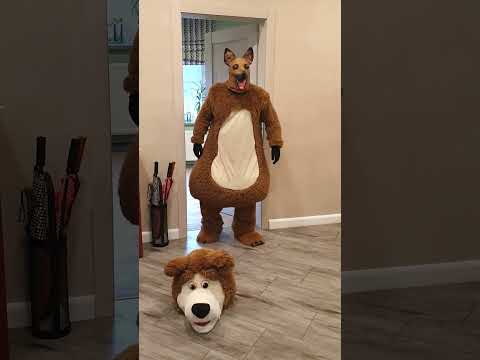 A little shaggy dog brings a gift to a big fat shaggy dog