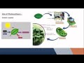 Photosynthesis Concepts and Processes