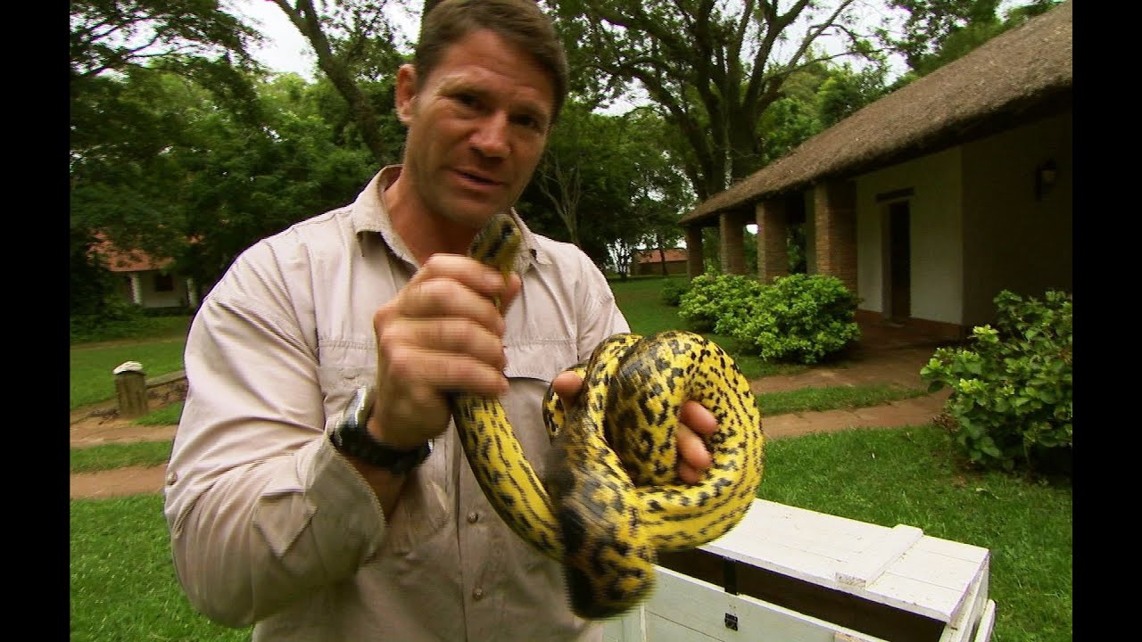 Eye to eye with a yellow anaconda Deadly 60 Series 2 BBC