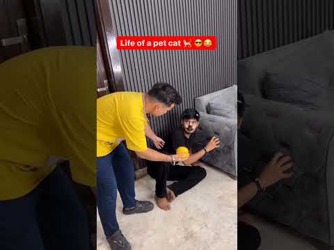 life of a pet cat #chimkandi #shortvideo #funnyvideo #funny #chimkandiwalaladk #kingokamboh #afzaal