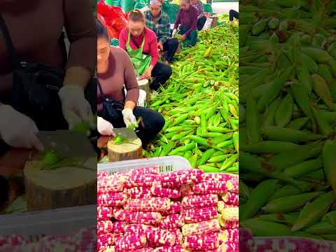 Corn harvesting season #shorts #farming #plantingtips