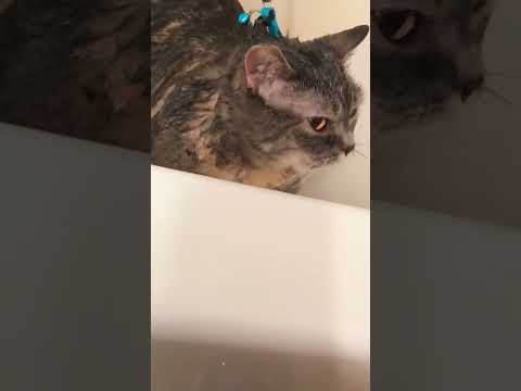 Cats don’t like water