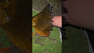 Beautiful magic carp #fishing #carpfishing #carp #butterflycarp