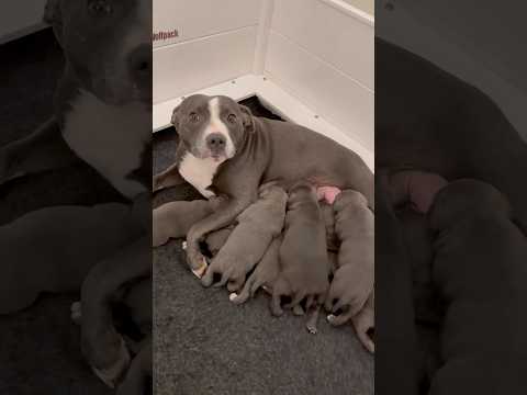 Agatha Caring for Her First Litter Like a Pro 🤗🐶 | 9 Blue Staffy Puppies Growing Strong