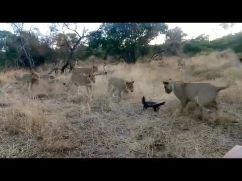 lion pride attack a lone honey badger in dry grassland