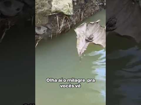 Olha o milagre aí