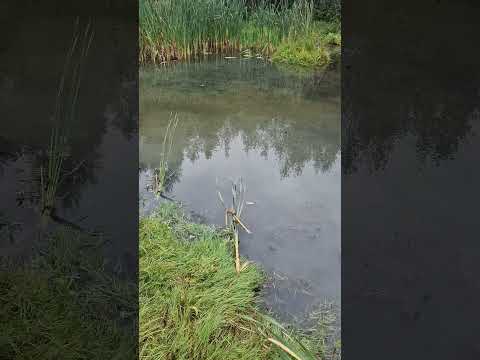 Поведение щуки