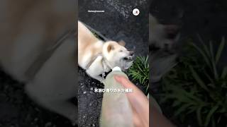 柴犬メアリーの水分補給法｜PECO