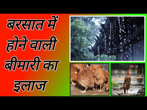 113 Poultry management in rainy season | बरसात में मुर्गियों को होने वाली बीमारियाँ और उसका ईलाज |