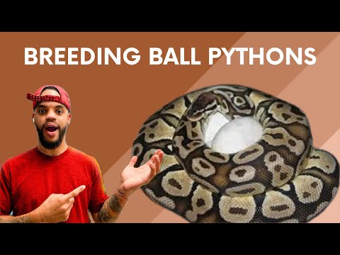 How I Breed My Ball Pythons!