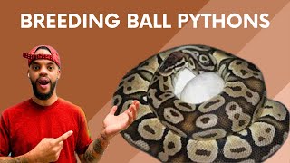How I Breed My Ball Pythons!