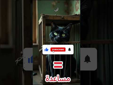 القطة السوداء المظلومة تحتاج مساعدتكم الآن💔