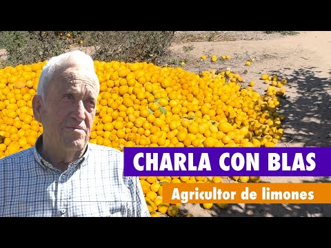 El gran desastre de los LIMONES | Blas - Agricultor.