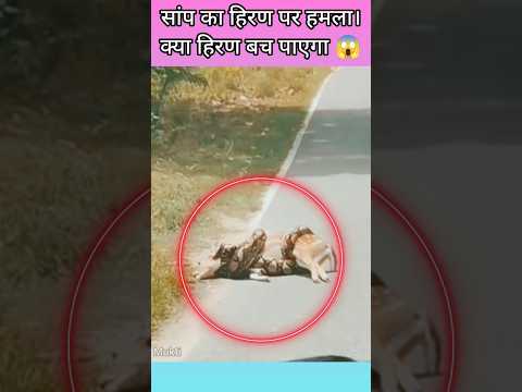 सांप का हिरण पर हमला।क्या हिरण बच पाएगा 😱 #shorts #trending #viral
