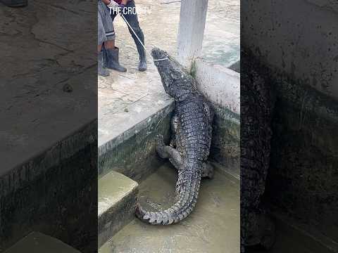Crocodile inspection by catching before changing its place. #crocodile #florida #usa #funny #fyp #fy