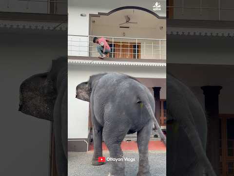 ഇക്കാനെ കൂട്ടാൻ വന്ന കാവേരി😂😂 I Kaveri Elephant Malappuram #aana #kaveri #shorts