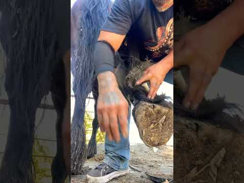 #farrier #drafthorses #hoof #hooftrimming #farriersoftiktok #satisfying #horse #horses #horse