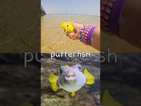Kids Learn | Sea Animal Names at the Lagoon: Pufferfish Stingray Lobster Japanese Spider Crab