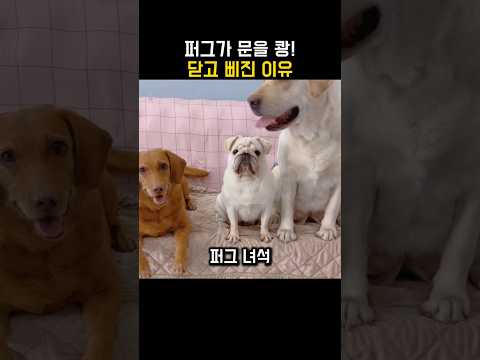 댕댕이가 산수 문제 풀다 삐진 이유