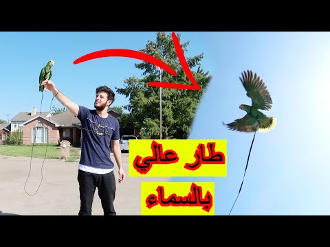 اول مرة ببغائي ميزو يطير بحرية خارج البيت ويحلق في سماء امريكا🦜🇺🇸🔥✈️
