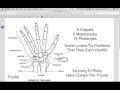 Anatomy of Hand and Foot Bones