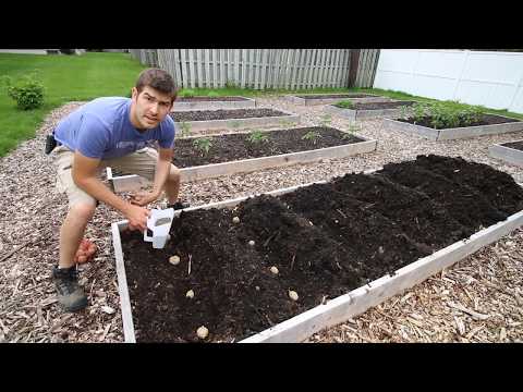 Things We do To Ensure HUGE Potato Yields