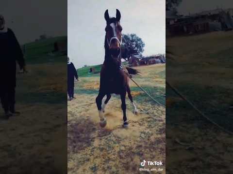 Не конь а зверь какой-то.в кандалах. лошади.horses.cacalo.аттар.жылкы.otlar.псих.