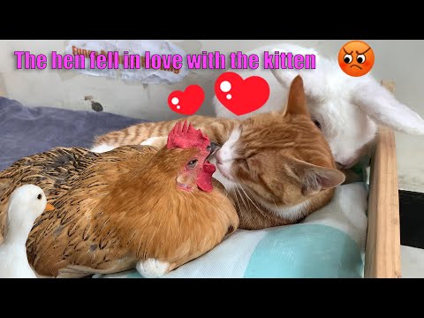 Unbelievable! The hen fell in love with the kitten, but the kitten fell in love with the rabbit!