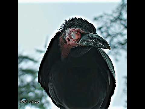 Evil Crows Attacked the Spy 😱🐦 He Didn’t Survive | Wednesday Season 2