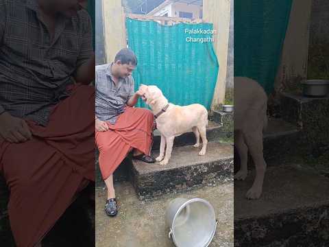 ഉടമസ്ഥൻ ഉപേക്ഷിച്ച ലാബ്രഡോർ ഡോഗിന് വന്ന മാറ്റം കണ്ടോ #shorts