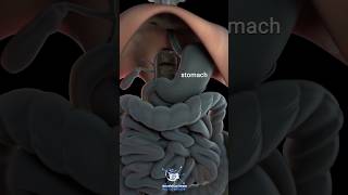 Gastric Rugae