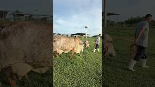 Vaca gyr lechera de catalogo 😂