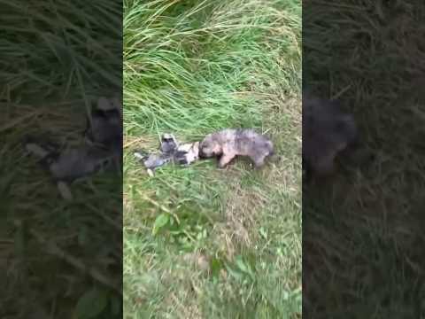 Abandoned Puppies Eat Their Deceased Sibling To Survive 😭😭😭