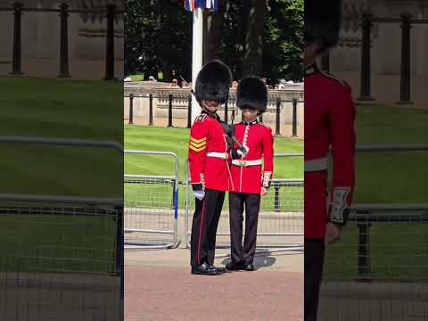 Horse picks her up loud xhout the shuss 3 videos in one