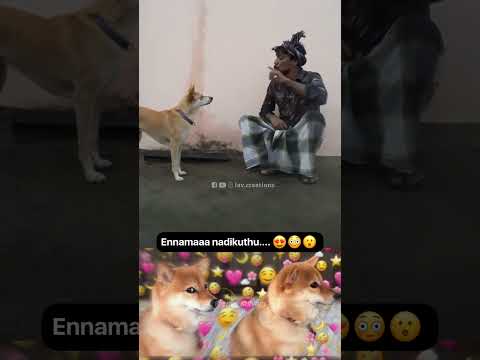 Sync perfectly match 😍 #doglove #action #whataact #dog #trending #shorts #lavcreationz