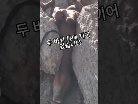 믿을 수 없는 광경  뒤집힌 말을 자세히 보니 ㄷㄷ