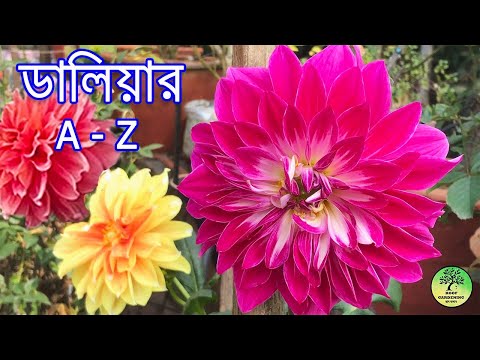 টবে ডালিয়া করার সম্পূর্ণ পদ্ধতি - চারা থেকে ফুল ধরা / How to grow Dahlia at home / roof gardening