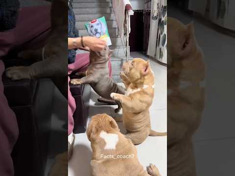 The Cutest Pregnant Dog in the World β€οΈπΆ Part 1
