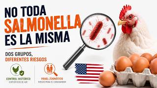 Salmonella en Avicultura: Pullorum, Gallinarum y Enteritidis — Guía para Productores