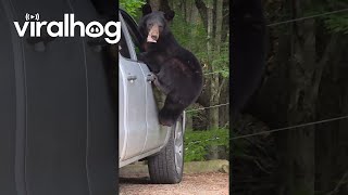 Bear Found What He Was Looking For || ViralHog