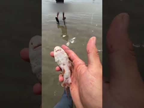 Saved the little shark #shortsvideo