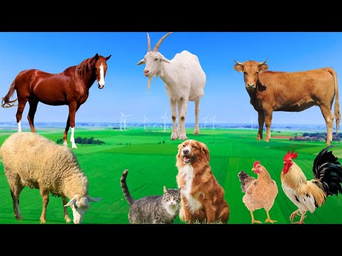 Happy Farm Animals - Cow, Duck, Horse, Sheep, Buffalo, Chicken, Goat - Animal Sounds