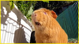 Guinea pigs snack in the fall sunshine ☀️