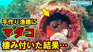 手作り漁礁に久々のマダコが現れるも…悩ましい事態が。