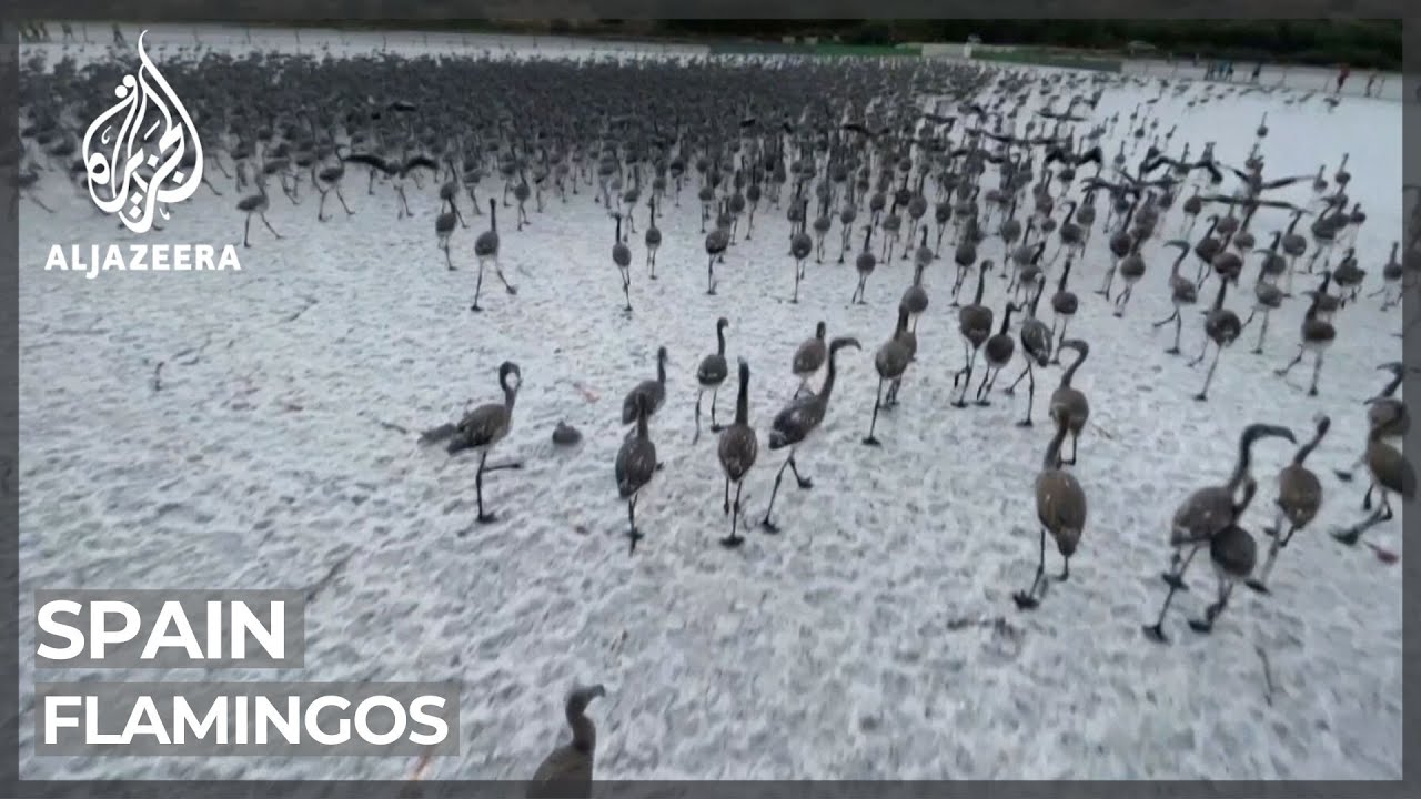 Spain’s Flamingos Face Climate Change Threat
