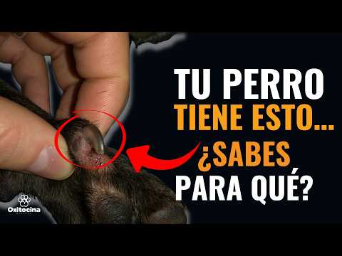 Tu perro tiene este dedo y no lo sabías… ¿Para qué sirve?