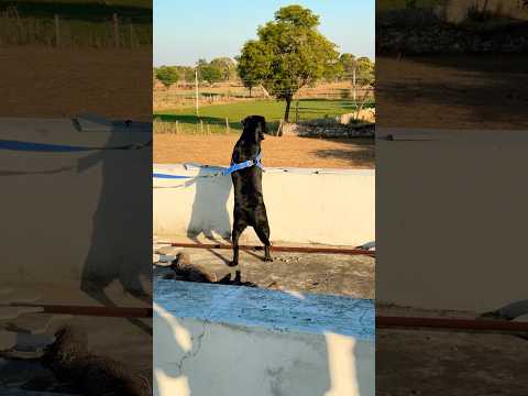 O ho tiger kaha bhag gaya dekho😱🤦‍♀️🤣 #shortvideo #comedy #funny