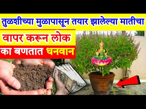 लक्ष्मीने स्वतः म्हटले आहे तुळशीच्या मुळापासून तयार झालेल्या मातीचा वापर करून लोक करोडपती का होतात.?