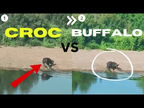 Enormous Crocodile Surprises Resting Buffalo!! Who Wins?