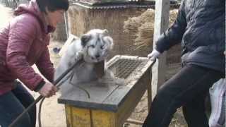 Never Before Seen Footage: Olivia Munn Reveals Graphic Chinese Fur Farm Exposé